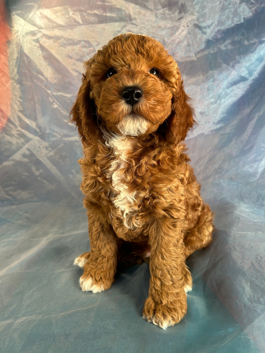 Male Cockapoo Puppy for Sale DOB 12-10-2023 $1200 